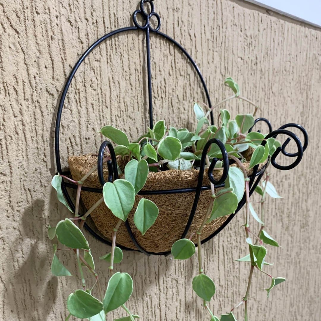 Coconut Fibre Wall Planter – Half Pot