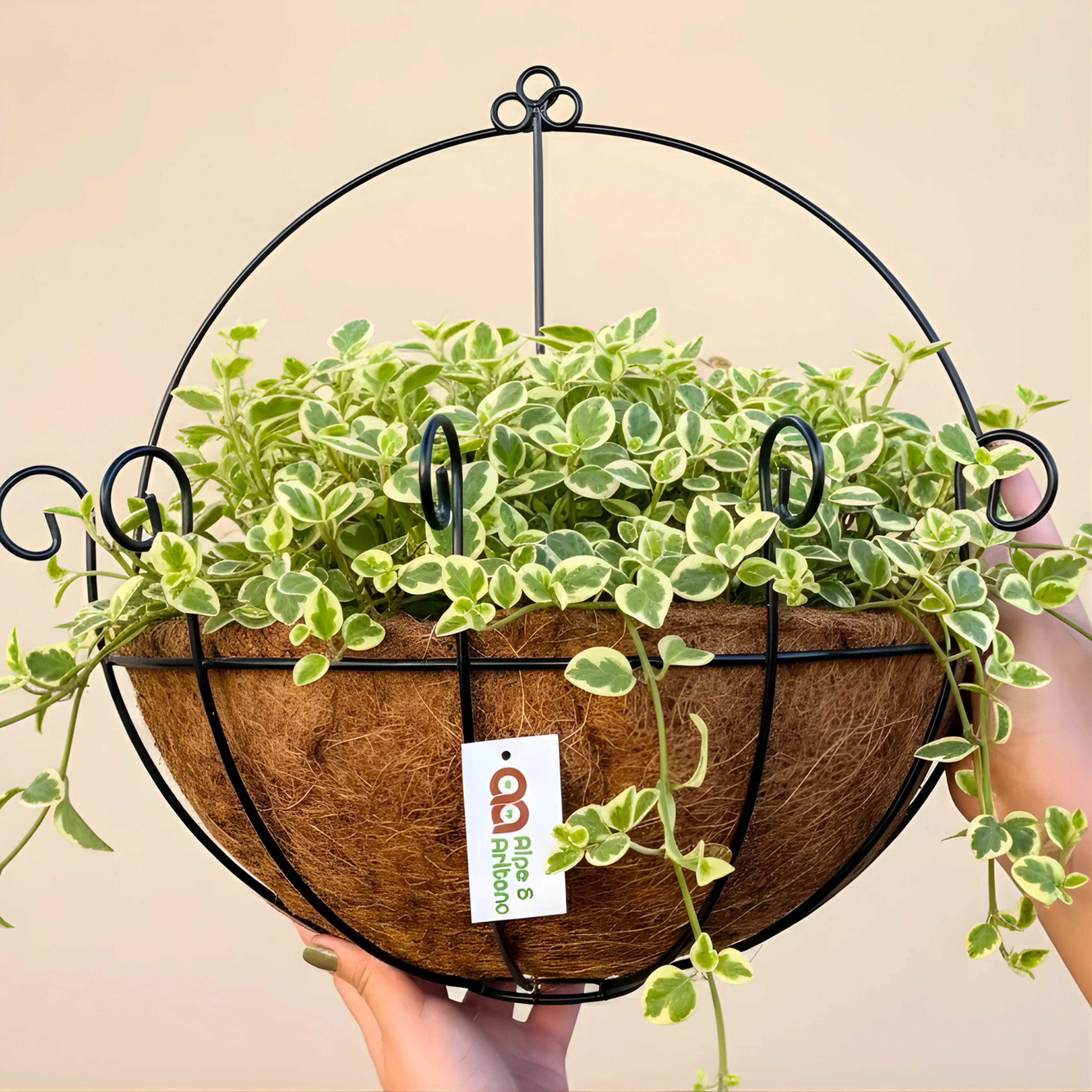 Coconut Fibre Wall Planter – Half Pot
