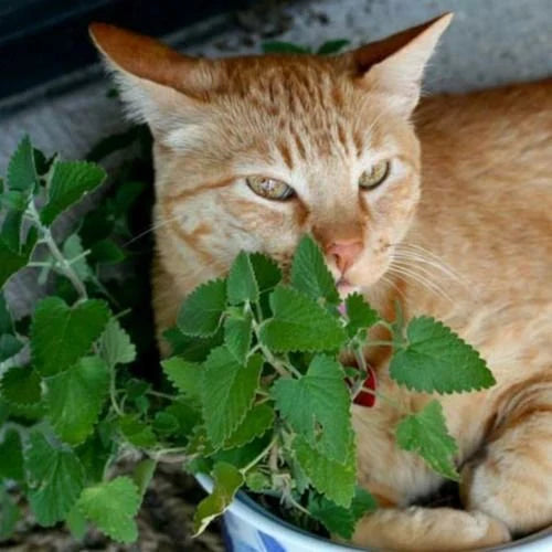 Catnip Seeds – 500 Seeds