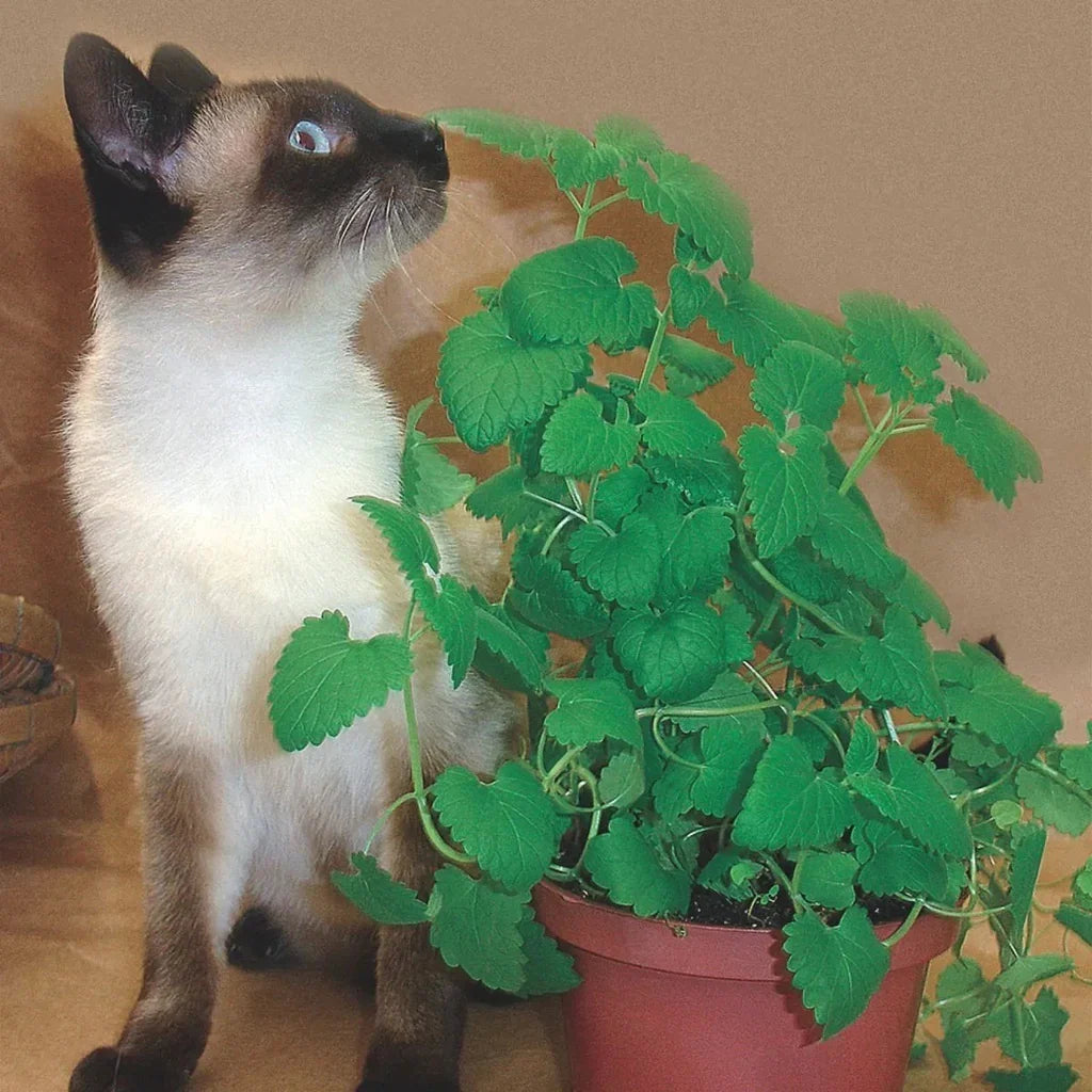 Catnip Seeds – 500 Seeds