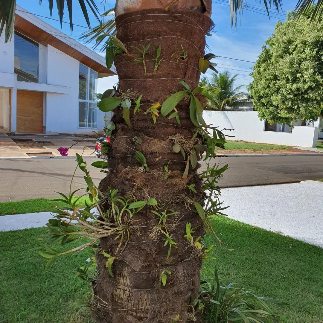 Coconut Fibre Mat 0.5 × 2 m – 1 mm Thick